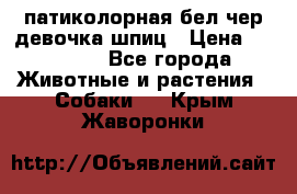 патиколорная бел/чер девочка шпиц › Цена ­ 15 000 - Все города Животные и растения » Собаки   . Крым,Жаворонки